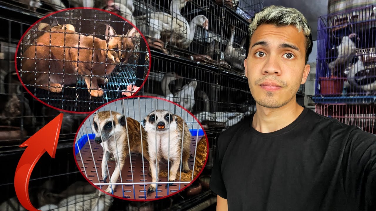 tienda de animales animal home ciudad real larache