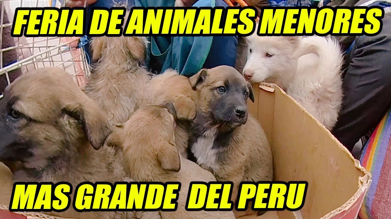 Venta De Mascotas Cerca De Mi