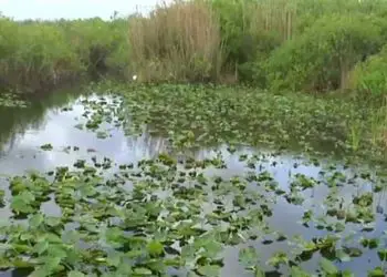 Planificador de vacaciones en Florida 125 Parque Nacional de los Everglades