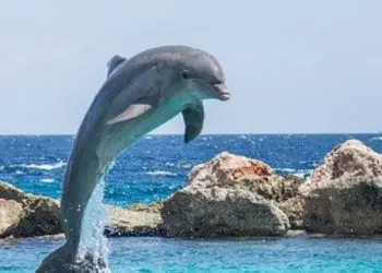 Planificador de vacaciones en Hawái 30 Actividades en Oahu