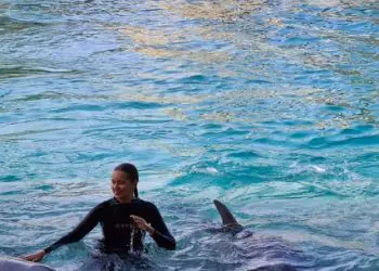 Planificador de vacaciones en Florida 83 Los mejores lugares para nadar con delfines en Florida