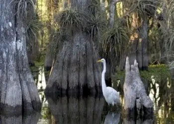 Planificador de vacaciones en Florida 130 Explora los parques nacionales de Florida