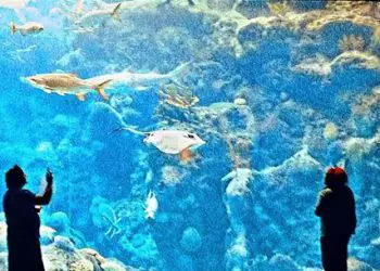 Planificador de vacaciones en Florida 123 Atracciones en el área de Tampa