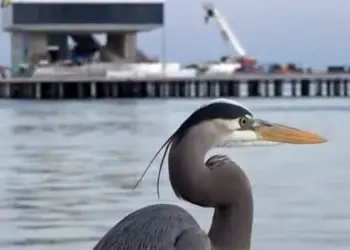 Planificador de vacaciones en Florida 124 Atracciones de San Petersburgo