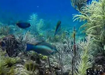Planificador de vacaciones en Florida 139 Guía de buceo de los Cayos de Florida