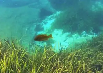 Planificador de vacaciones en Florida 141 Buceo en el río Rainbow – Dunnellon, FL