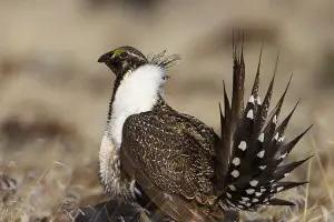 Urogallo de las artemisas Wyoming